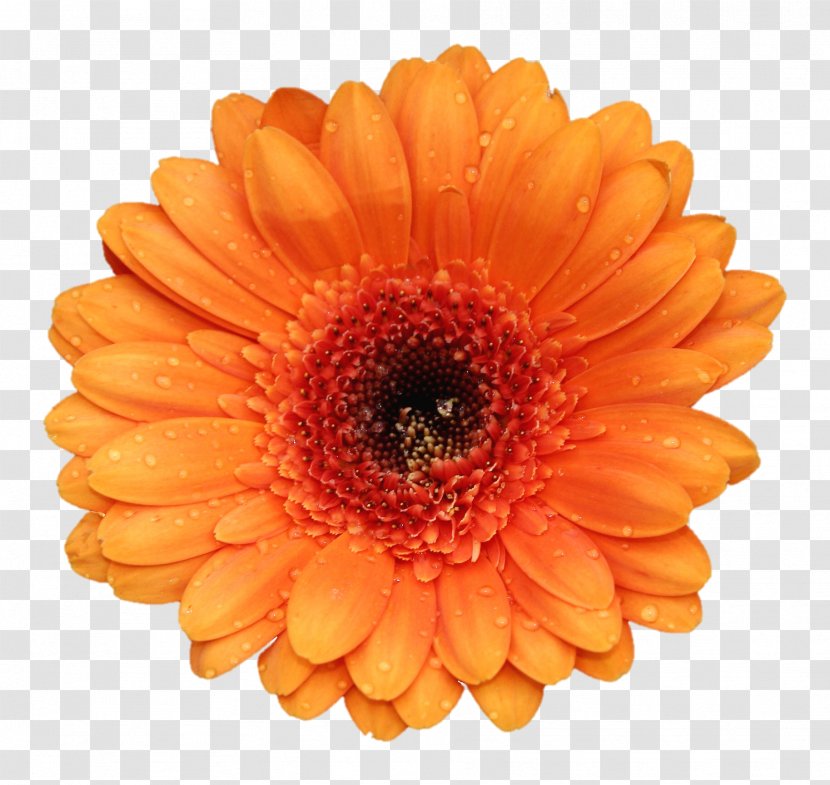 Gerbera Jamesonii Flower Stock Photography Orange - Petal - Marigold Transparent PNG