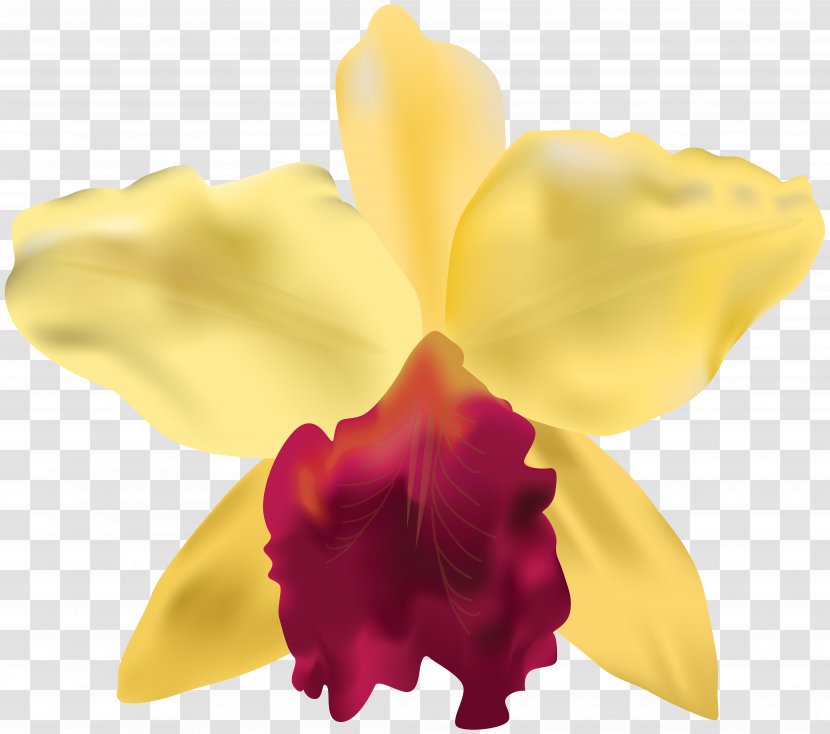 Clip Art - Flowering Plant - Yellow Orchid Image Transparent PNG