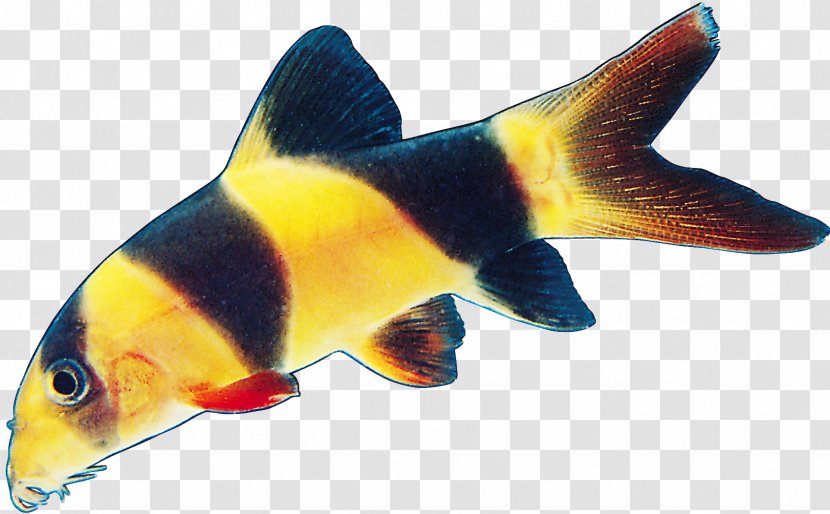 Fish Image Seafood - Batoids Transparent PNG