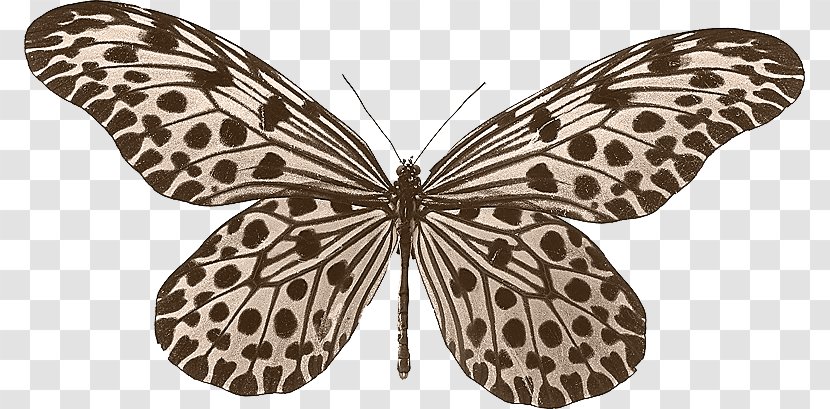 Butterfly Beetle Idea Leuconoe Lynceus Stolli - Hypolimnas Misippus - Leopard Transparent PNG