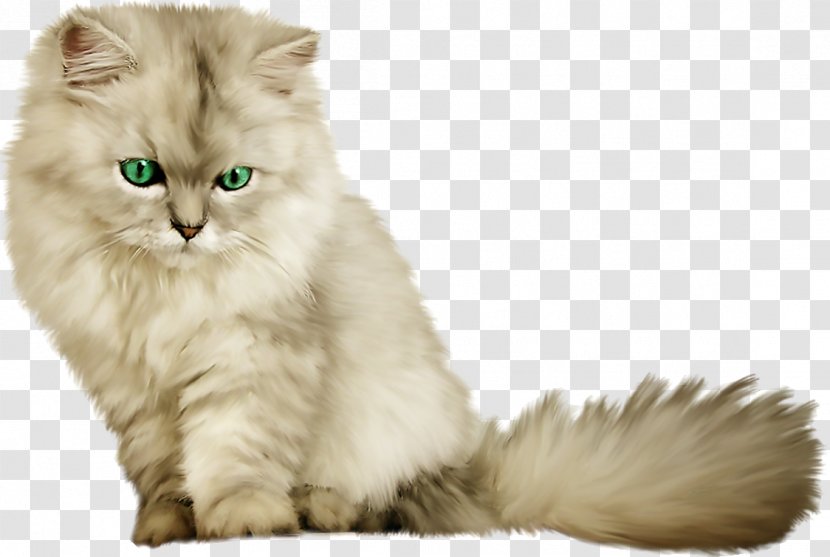 Persian Cat Ragamuffin British Semi-longhair Kitten Asian - Carnivoran Transparent PNG