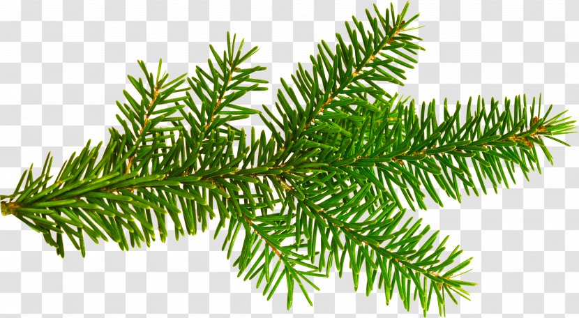Christmas Tree Ornament New Year Clip Art - Pine Family - Leaves Transparent PNG