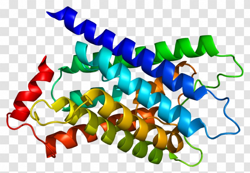 MIP Wikipedia HUGO Gene Nomenclature Committee Major Intrinsic Proteins Encyclopedia - Protein Transparent PNG