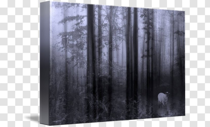 Wood /m/083vt White Rectangle - Forest Transparent PNG