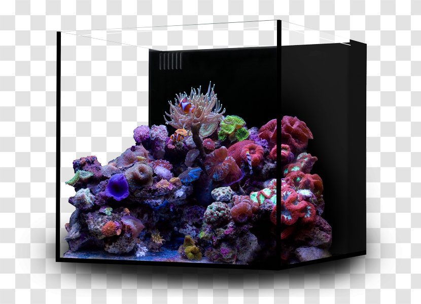 Reef Aquarium Nano Coral - Decor - 5 And 10 Gallon Kits Transparent PNG