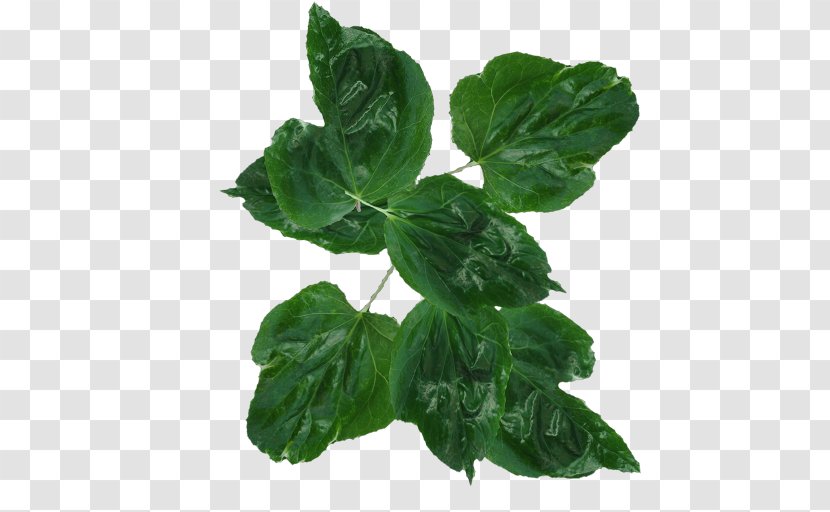 Leaf Vegetable - Herb - Bunch Transparent PNG