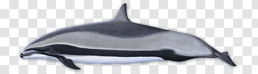 Tucuxi Common Bottlenose Dolphin Porpoise Fraser's Killer Whale - Risso S Transparent PNG