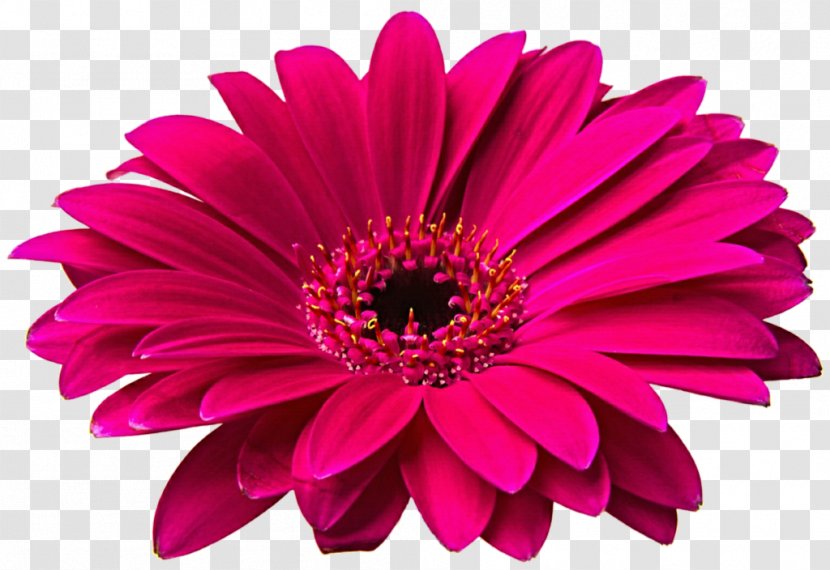 Common Daisy Transvaal Flower Clip Art - Cut Flowers Transparent PNG