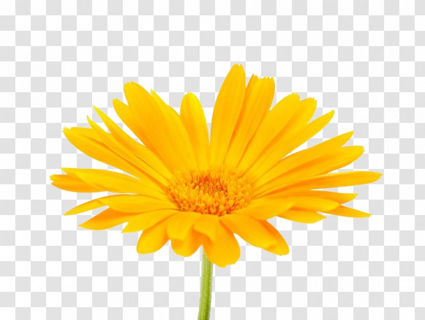 Calendula Officinalis Mexican Marigold Flower Stock Photography - Yellow - South African Transparent PNG