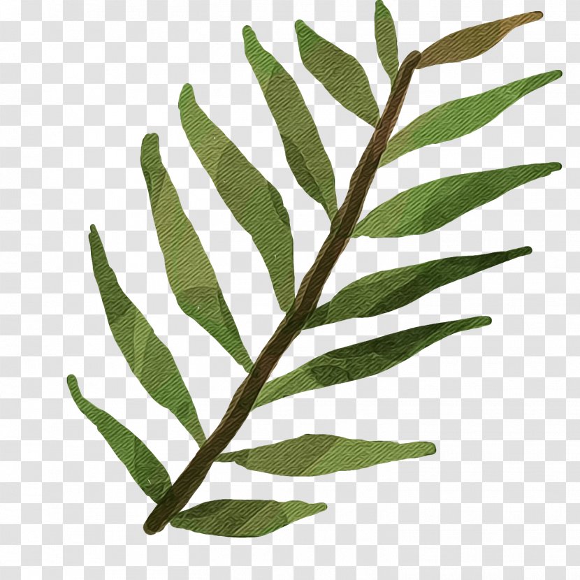 Plant Leaf Flower Tree Vascular - Paint - Stem Transparent PNG