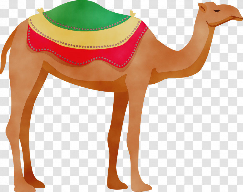 Dromedary Snout Camels Transparent PNG
