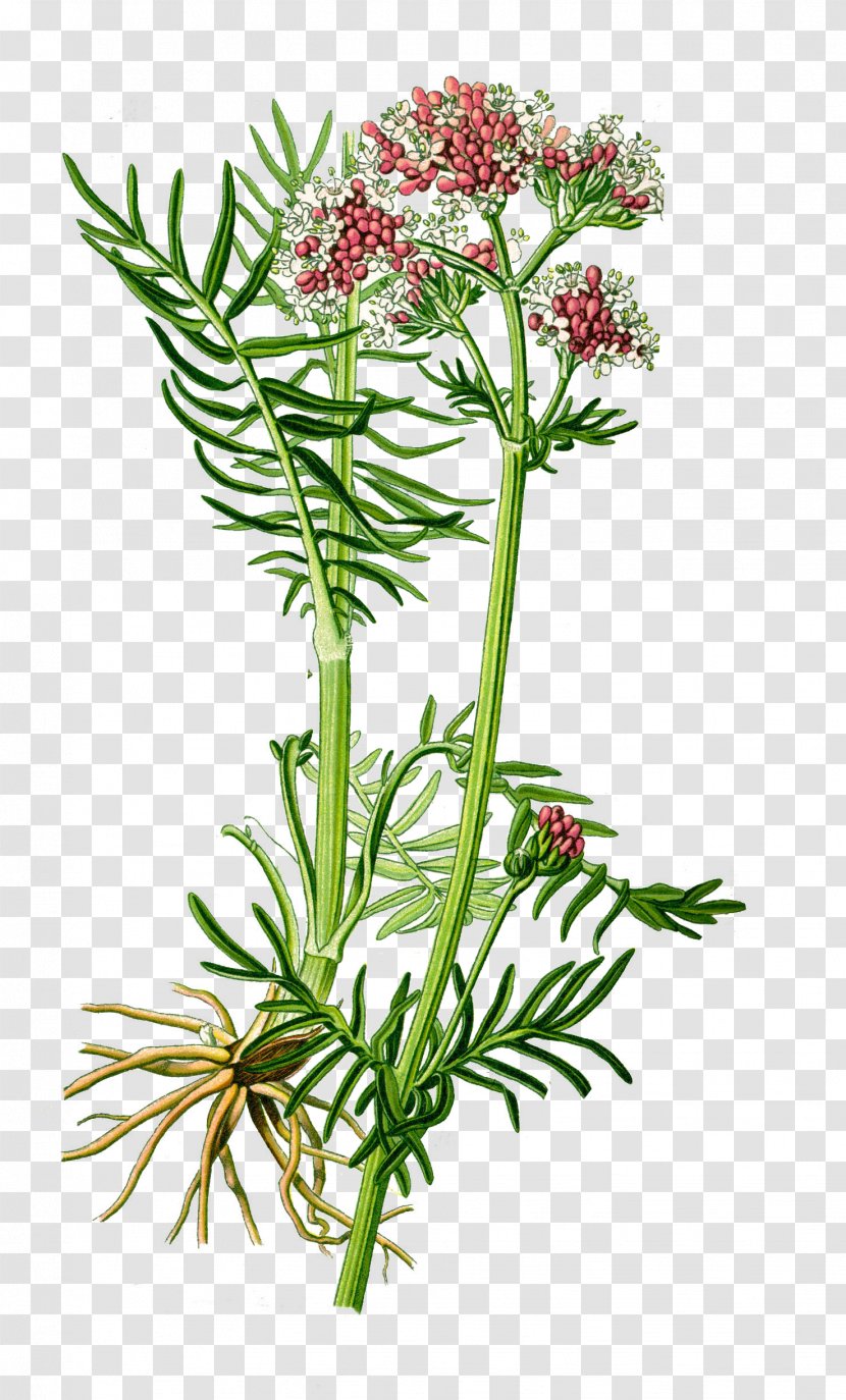 Valerian Medicinal Plants Officinalis Spikenard - Herb - Plant Transparent PNG