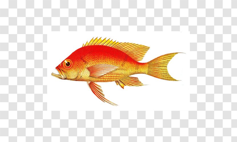 Northern Red Snapper Goldfish Feeder Fish Marine Biology Perch - Tail - Fauna Transparent PNG