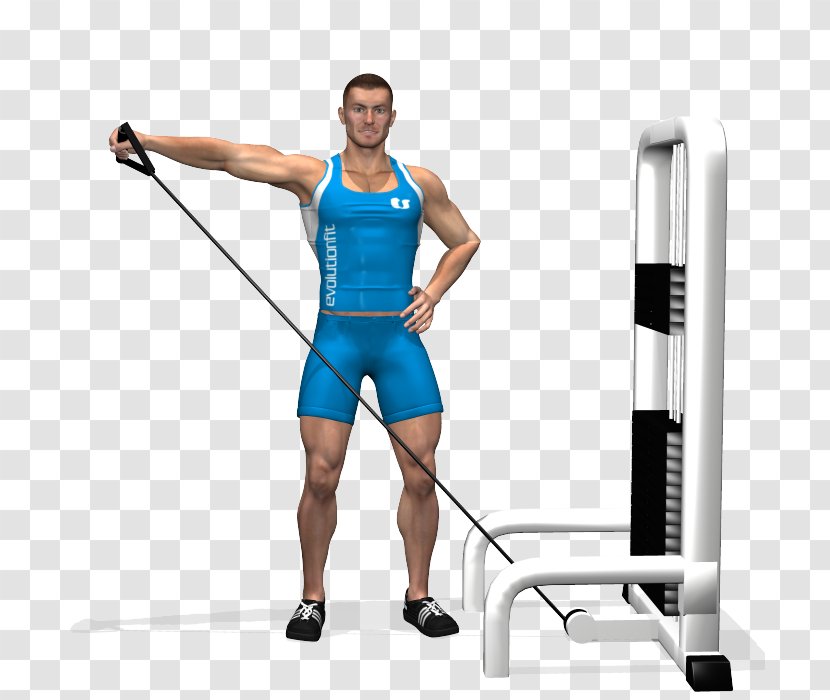 Deltoid Muscle Rear Delt Raise Physical Exercise Overhead Press Front - Frame - Spread Transparent PNG