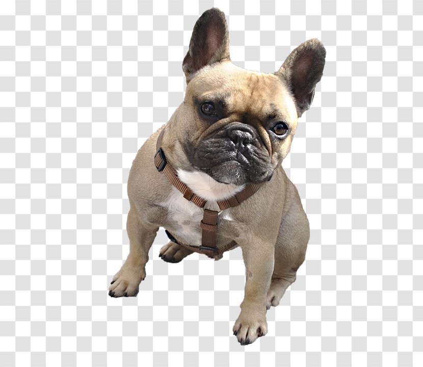 Boxer Animal - French Bulldog - Pug Transparent PNG