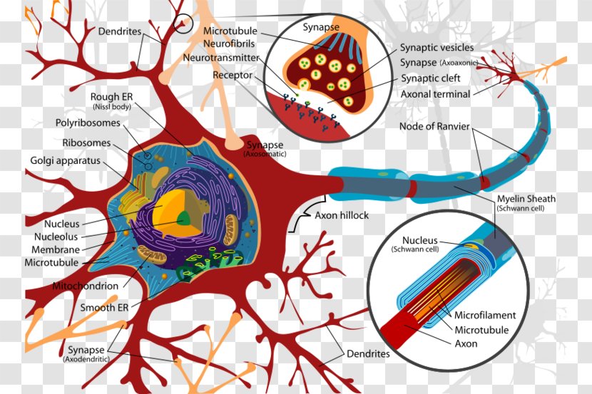 Neuron Cell Soma Organelle Axon - Cartoon - Nervous System Cliparts Transparent PNG