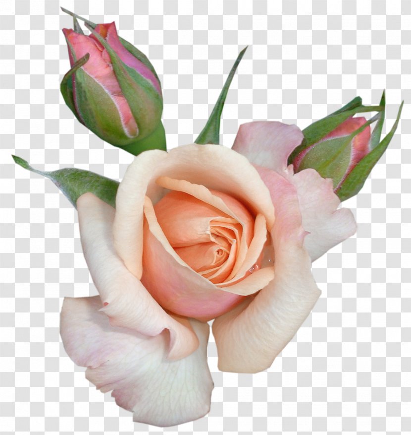Love Shabbat - Seventh Day Adventist Church - Transparent Beautiful Rose With Buds Picture Transparent PNG