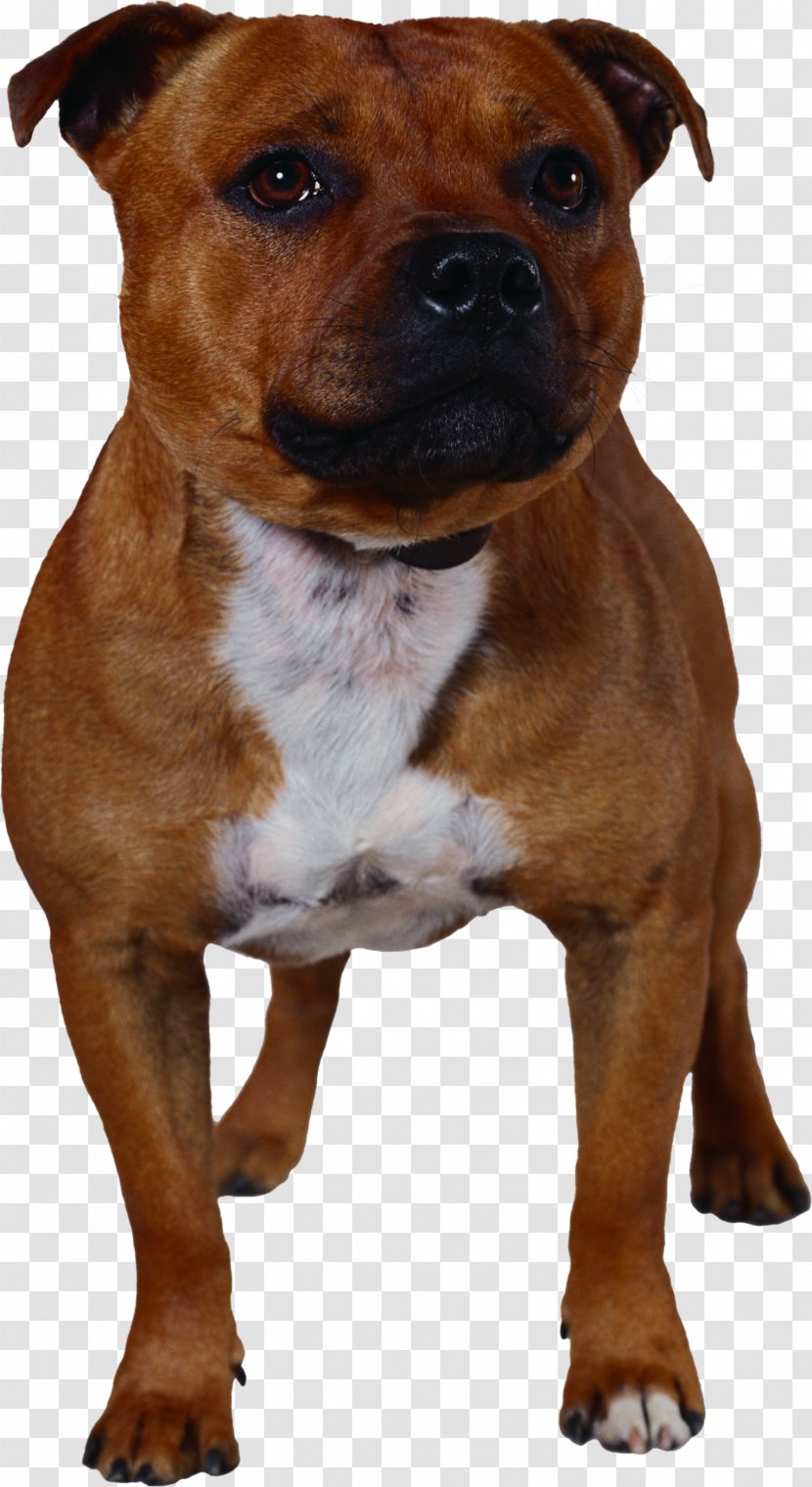 Staffordshire Bull Terrier American Pit - Puppy Transparent PNG