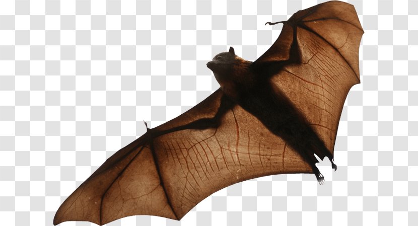 Clip Art Download Mavis - Bat - Bats Flying Transparent PNG