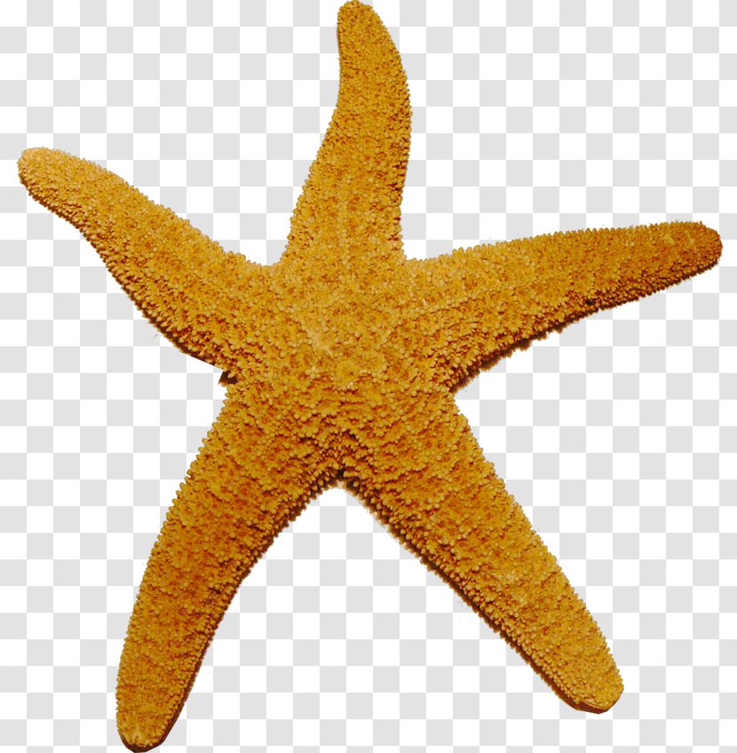 Starfish Clip Art - Marine Invertebrates Transparent PNG
