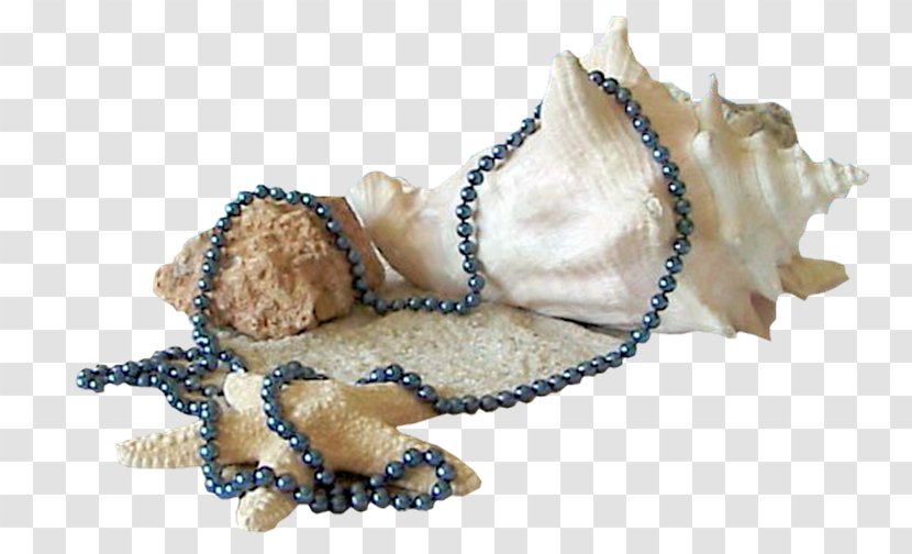 Mollusc Shell Seashell - Stuffed Toy - Ocean Starfish Transparent PNG