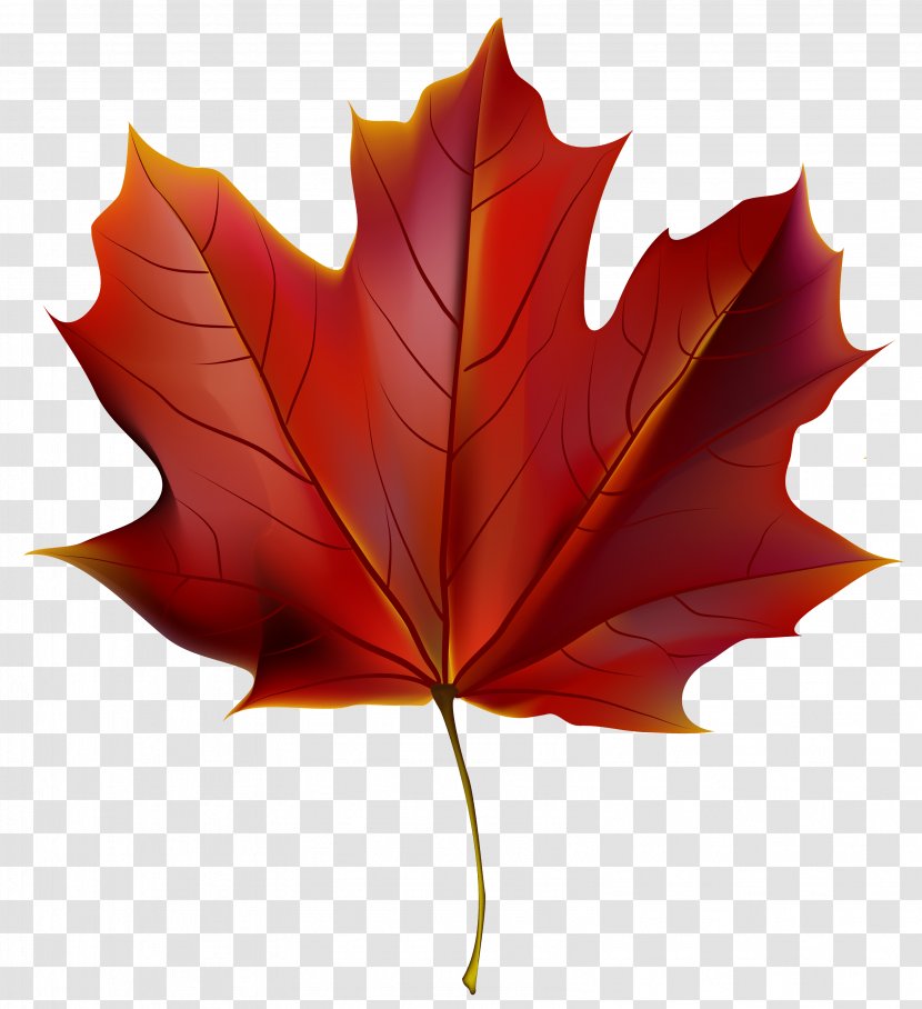 Autumn Leaf Color Red Clip Art - Beautiful Clipart Image Transparent PNG