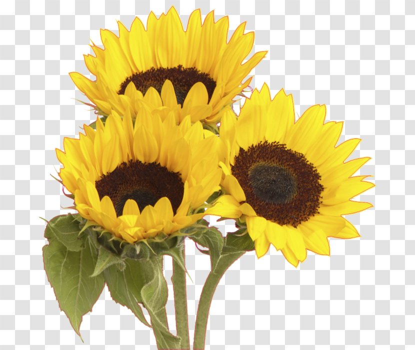 Common Sunflower Stock Photography Flower Bouquet - Seed Transparent PNG