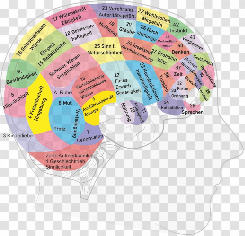 Agy Nervous System Health Lobes Of The Brain - Text - Lob Transparent PNG