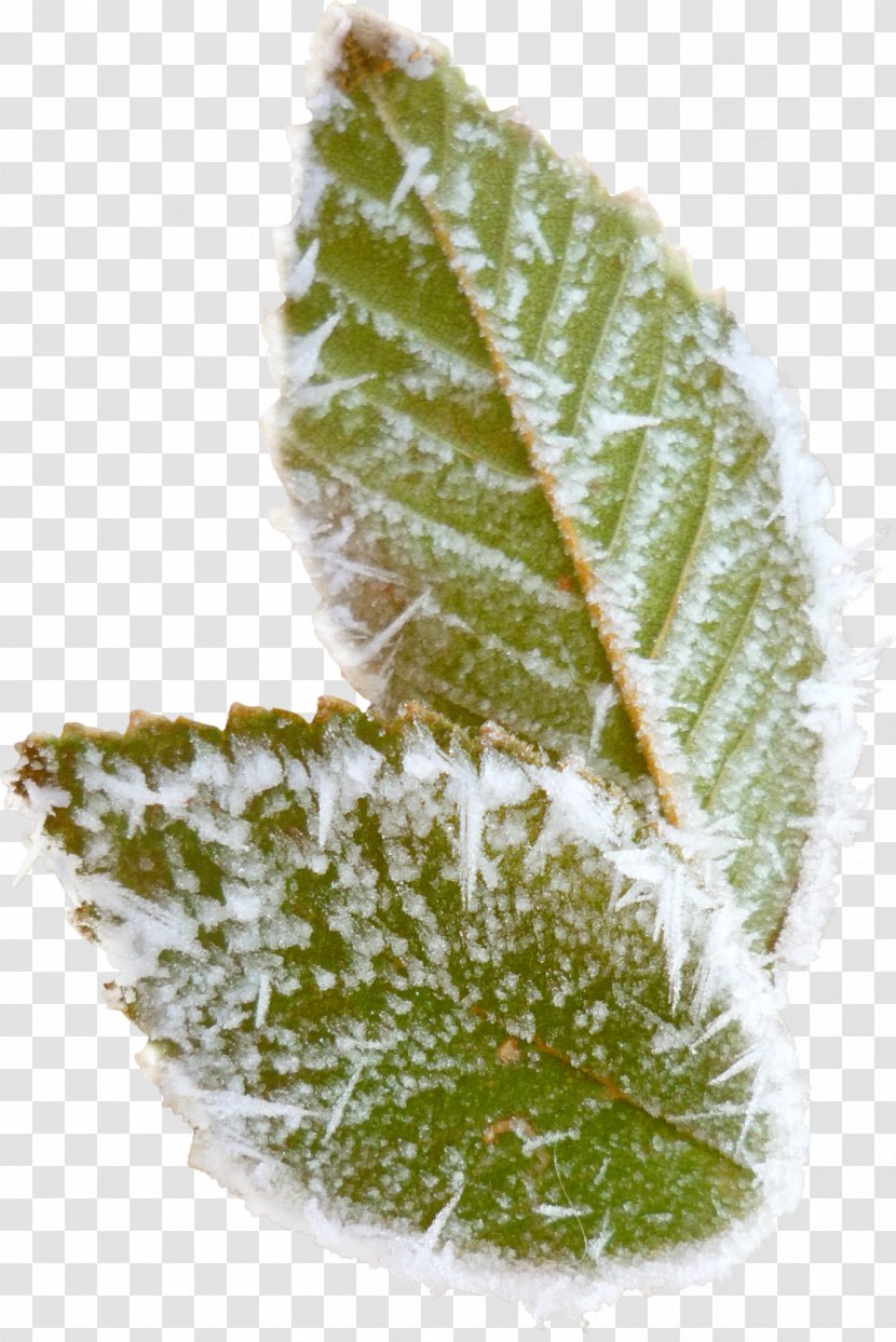 Snow Frost Leaf - Plant Transparent PNG