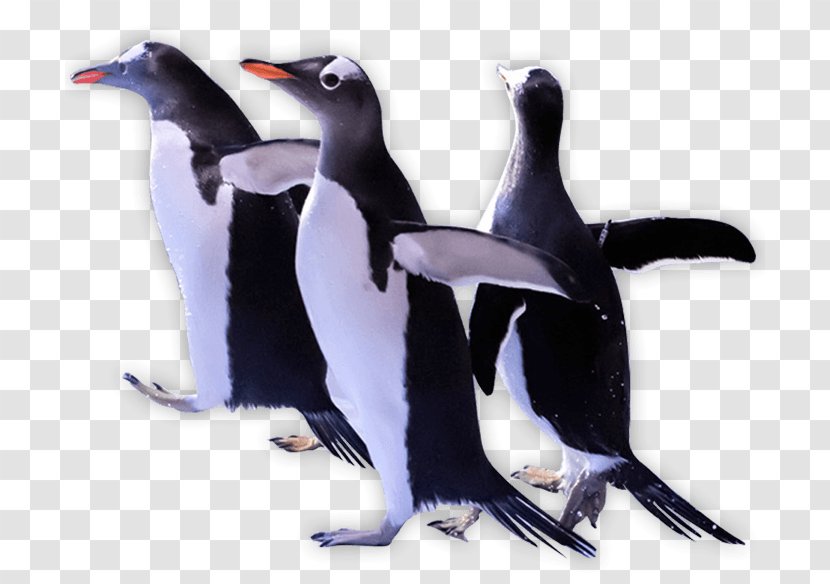 Penguin Clip Art - Fauna - Ice Kingdom Transparent PNG