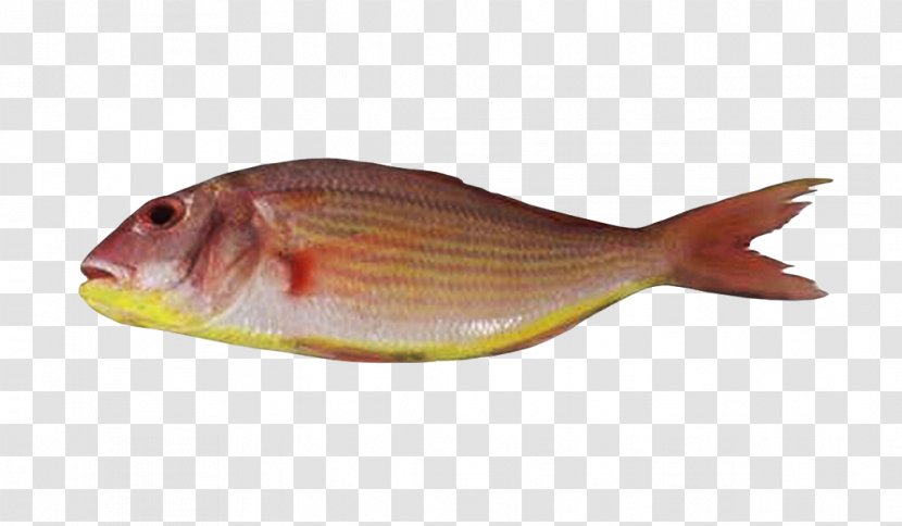 Northern Red Snapper Fish Products Bream Tilapia Transparent PNG