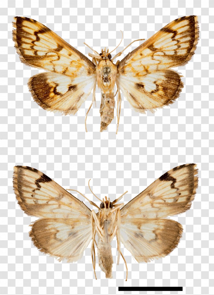 Silkworm Moth Gossamer-winged Butterflies Arctiidae Green Longhorn - Organism - Nebula Transparent PNG