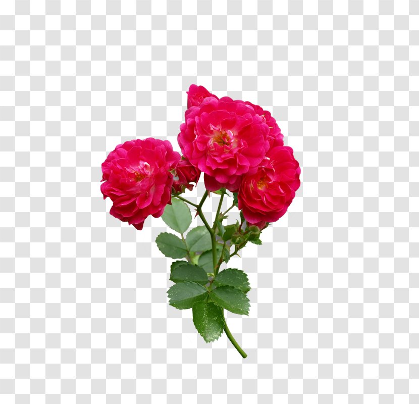 Rose Flower Red - Peony Transparent PNG
