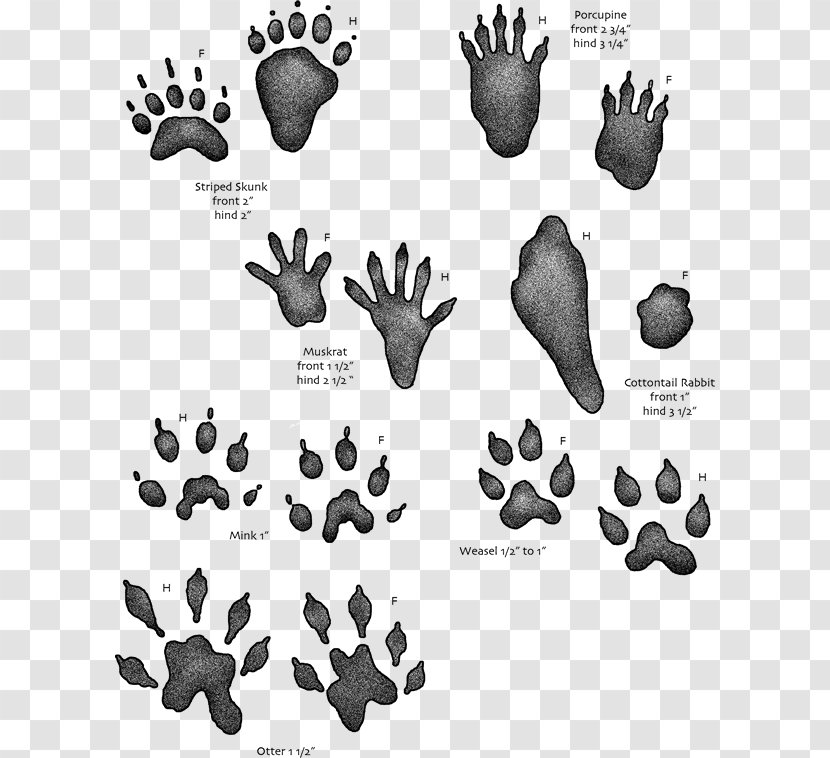 Animal Track Footprint Tracking Muskrat - Raccoon Transparent PNG