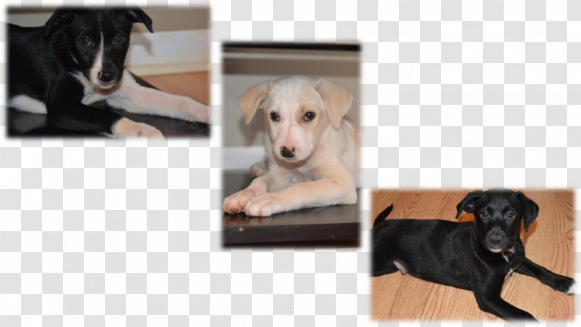 Dog Breed Italian Greyhound Saluki Puppy - Pet Adoption Transparent PNG