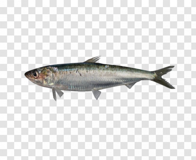 Sardine European Pilchard Fish Anchovy Pelagic Zone Transparent PNG