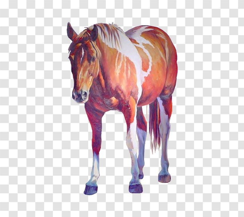 Mustang Stallion Foal Pony Halter - Animal Transparent PNG