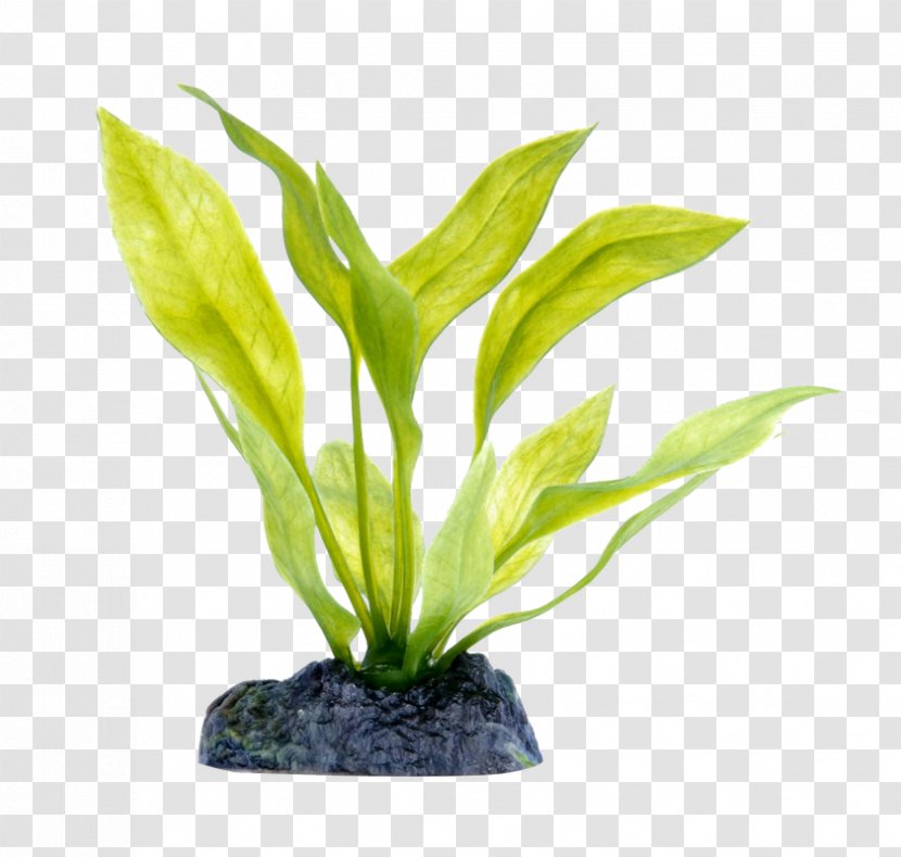 Amazon.com Echinodorus Aquatic Plants Aquarium - Plant Transparent PNG