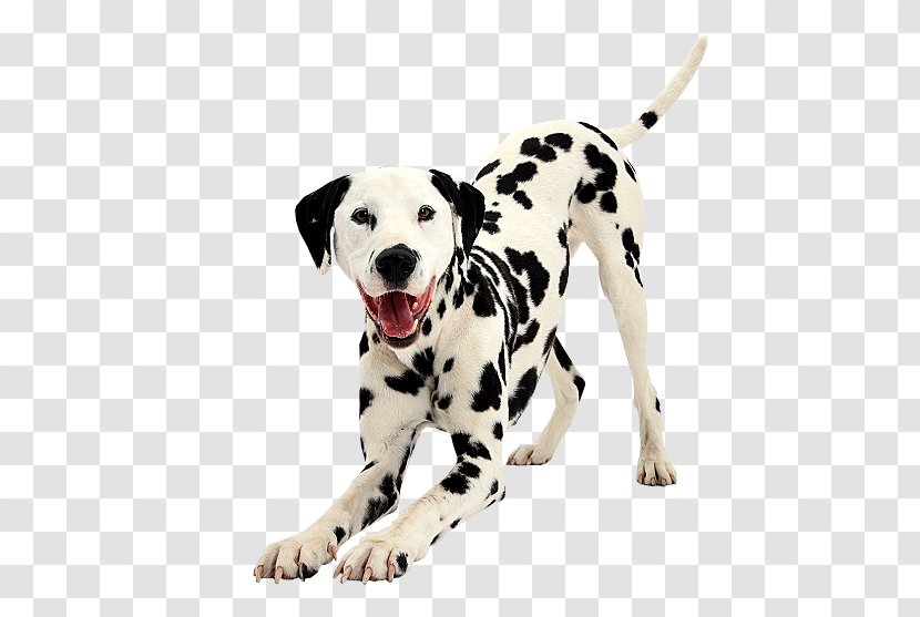 Dalmatian Dog Puppy Breed Bulldog Companion - Mammal Transparent PNG