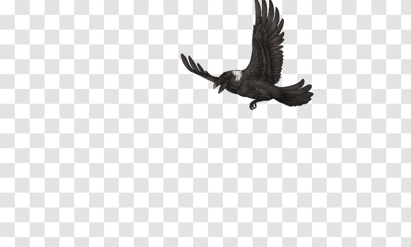 Eagle Buzzard Hawk Vulture Beak - Wing Transparent PNG