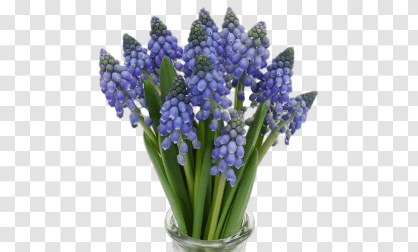 Muscari Armeniacum Blue Flower Botryoides Hyacinth Transparent PNG