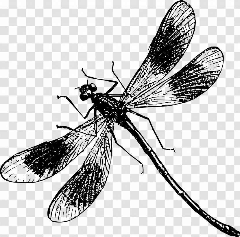 Dragonfly Clip Art - Wing Transparent PNG