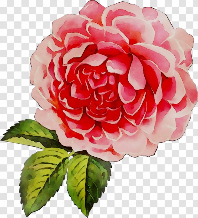 Garden Roses Cabbage Rose Floribunda Floristry - Japanese Camellia - Flower Transparent PNG