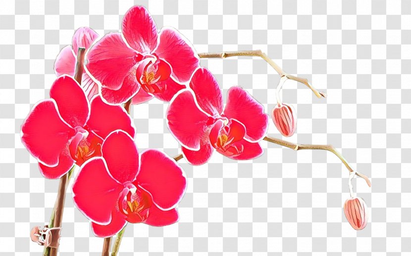 Pink Flower Petal Plant Magenta - Moth Orchid - Flowering Transparent PNG