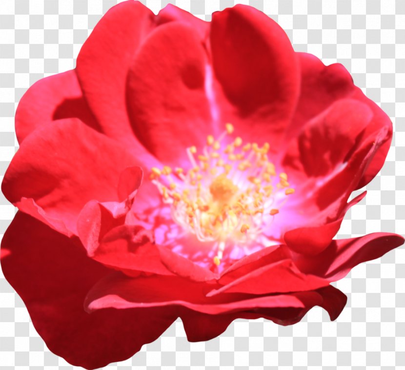 Centifolia Roses Rosa Chinensis Gallica Floribunda Garden - Rose - Red Transparent PNG