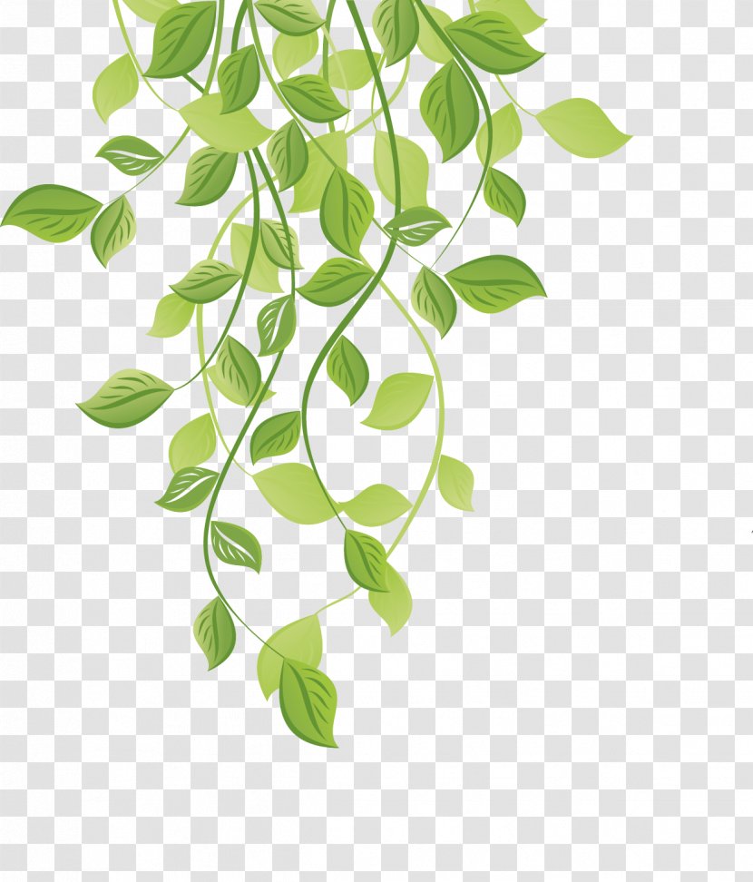 Vector Graphics Photograph Illustration Royalty-free Image - Plant - Gre Frame Transparent PNG