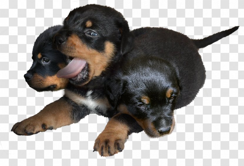 Rottweiler Puppy Huntaway Austrian Black And Tan Hound German Shepherd - Vertebrate Transparent PNG