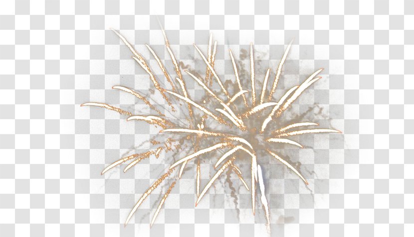 Wood Twig - Fireworks HD Material Transparent PNG