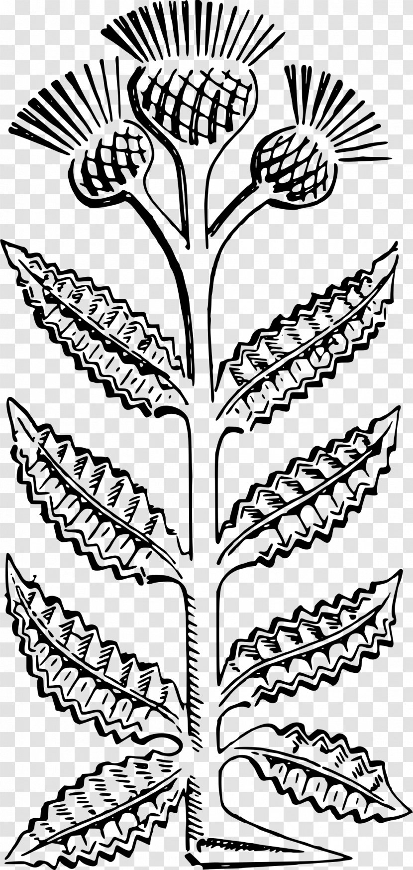 Thistle Clip Art - Weed - Monochrome Photography Transparent PNG
