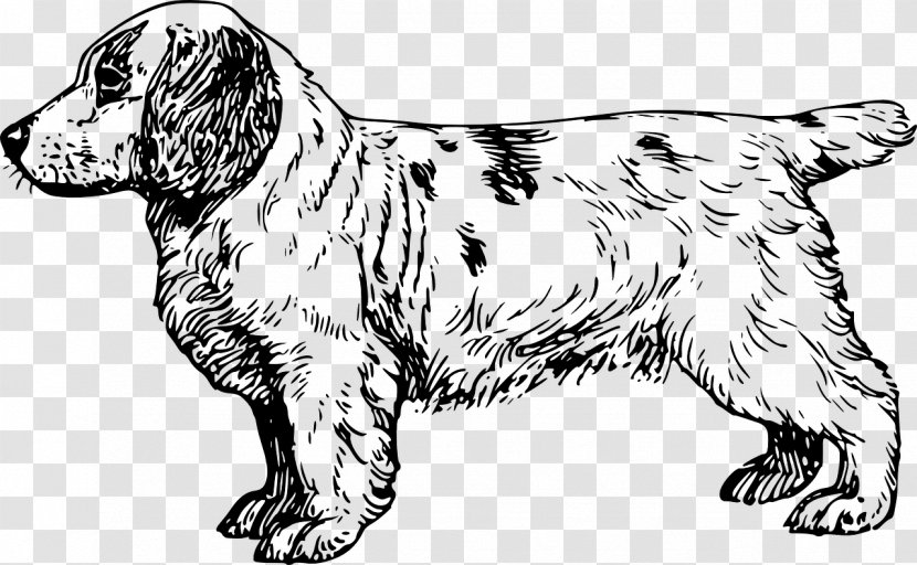 Clumber Spaniel English Cocker Brittany Dog King Charles - Draw Transparent PNG